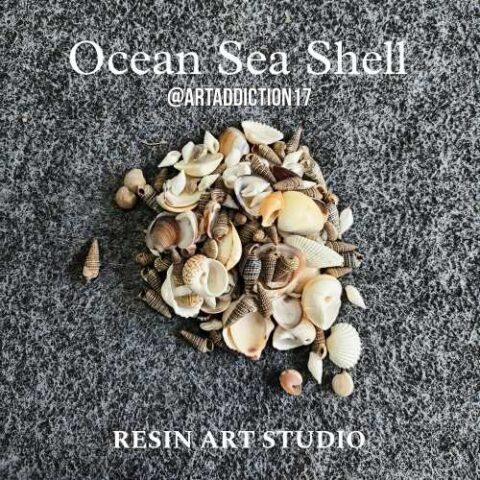 Ocean Sea Shell Mix